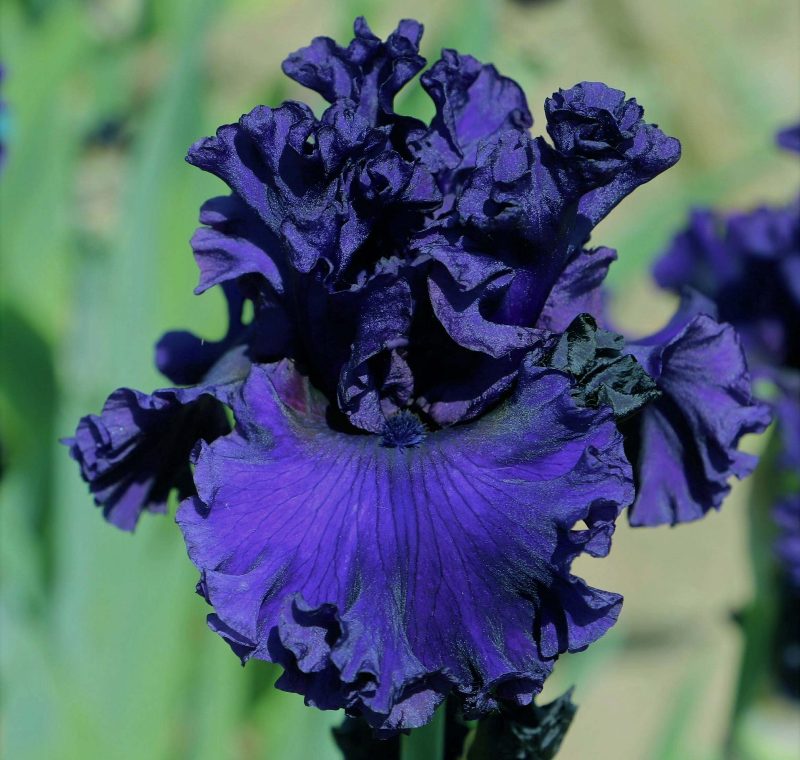 Royal Academy. 